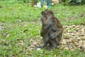 Long-tailed Macaque